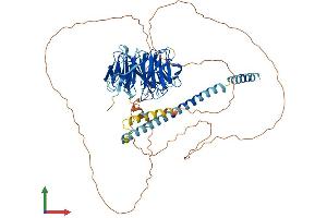 AlphaFold protein structure predicition of Mouse Recombinant Nedd1 Protein, UniprotID P33215