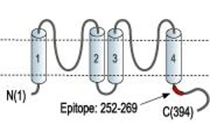 Representative domain view of the target of ABIN7043453.