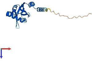 AlphaFold protein structure predicition of Mouse Recombinant Pop5 Protein, UniprotID Q9DB28