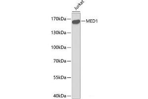 Western blot analysis of extracts of Jurkat cells using MED1 Polyclonal Antibody. (MED1 anticorps)