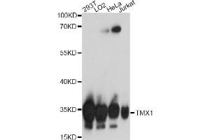 Western blot analysis of extracts of various cell lines, using TMX1 antibody (ABIN7270809) at 1:1000 dilution. (TMX1 anticorps  (AA 210-280))