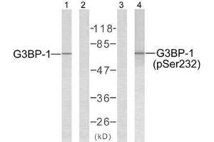 Western blot analysis of extracts from 293 cells using G3BP-1 (Ab-232) antibody (E021102, Lane 1 and 2) and G3BP-1 (phospho-Ser232) antibody (E011082, Lane 3 and 4). (G3BP1 anticorps)