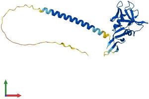 AlphaFold protein structure predicition of Mouse Recombinant Clec4a Protein, UniprotID Q9QZ15