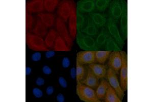 p130 Cas Mouse Monoclonal Antibody staining Hela cells by IF/ICC. (BCAR1 anticorps  (Internal Region))