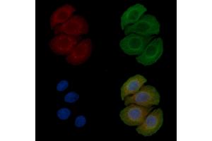 ABIN6258826 and ABIN6275955 staining Hela cells(45 min of heat-shock) by IF/ICC.
