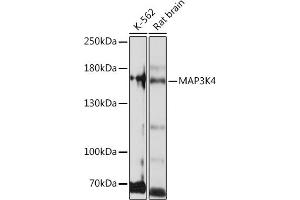 Western blot analysis of extracts of various cell lines, using MK4 Rabbit pAb (ABIN7268654) at 1:1000 dilution. (MAP3K4 anticorps  (AA 1-100))