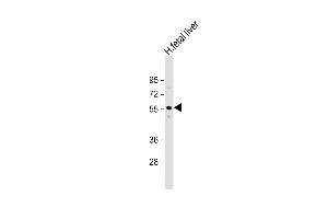Anti-ACVR2A Antibody (N-term) at 1:1000 dilution + human fetal liver lysate Lysates/proteins at 20 μg per lane. (ACVR2A anticorps  (N-Term))