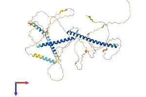 AlphaFold protein structure predicition of Mouse Recombinant Tfe3 Protein, UniprotID Q64092