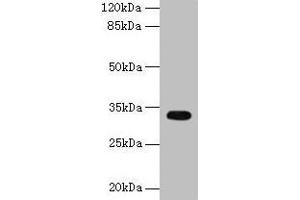 Western blot All lanes: CYB5R2 antibody at 4 μg/mL + Mouse kidney tissue Secondary Goat polyclonal to rabbit IgG at 1/10000 dilution Predicted band size: 32, 28 kDa Observed band size: 32 kDa (CYB5R2 anticorps  (AA 1-237))