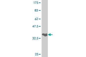 Western Blot detection against Immunogen (34.
