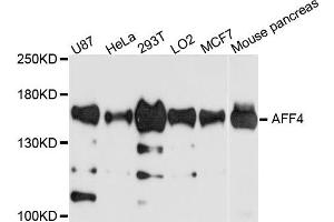 Western blot analysis of extract of various cells, using AFF4 antibody. (AFF4 anticorps)