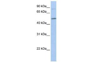FAM20C antibody used at 1 ug/ml to detect target protein. (FAM20C anticorps  (C-Term))