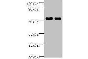 Western blot All lanes: SHMT1 antibody at 7 μg/mL Lane 1: Hela whole cell lysate Lane 2: HepG2 whole cell lysate Secondary Goat polyclonal to rabbit IgG at 1/10000 dilution Predicted band size: 54, 50, 45, 38 kDa Observed band size: 54 kDa (SHMT1 anticorps  (AA 324-483))