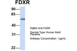 Host: Rabbit  Target Name: FDXR  Sample Tissue: Human Adult Placenta  Antibody Dilution: 1. (Ferredoxin Reductase anticorps  (Middle Region))