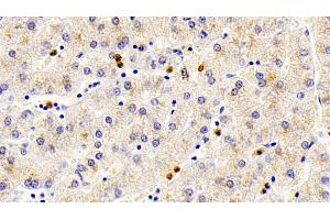 Detection of S100A12 in Porcine Liver Tissue using Polyclonal Antibody to S100 Calcium Binding Protein A12 (S100A12)