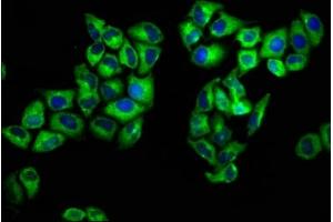 Immunofluorescence staining of Hela cells with ABIN7166495 at 1:133, counter-stained with DAPI.