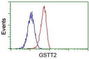 Image no. 3 for anti-Glutathione S-Transferase theta 2 (GSTT2) antibody (ABIN1498558) (GSTT2 anticorps)