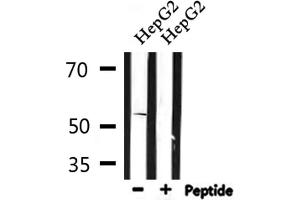 Western blot analysis of extracts from HepG2, using 5-HT-2B Antibody. (Serotonin Receptor 2B anticorps  (Internal Region))