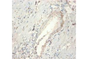 Immunohistochemistry of paraffin-embedded human prostate tissue using ABIN7152807 at dilution of 1:100