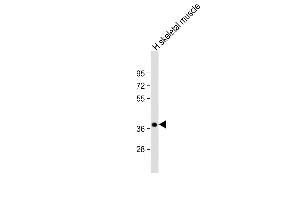 Anti-TRIB1 Antibody C-term at 1:2000 dilution + human skeletal muscle lysate Lysates/proteins at 20 μg per lane. (TRIB1 anticorps  (C-Term))