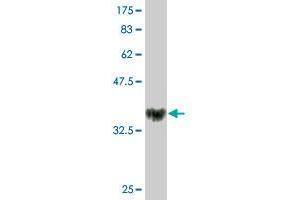 Western Blot detection against Immunogen (36.