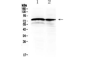 Western blot analysis of DVL1 using anti- DVL1 antibody .
