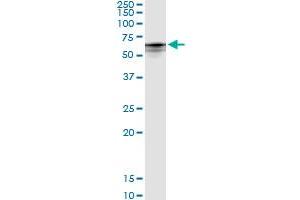 Immunoprecipitation of CYP4B1 transfected lysate using anti-CYP4B1 MaxPab rabbit polyclonal antibody and Protein A Magnetic Bead , and immunoblotted with CYP4B1 purified MaxPab mouse polyclonal antibody (B01P) .