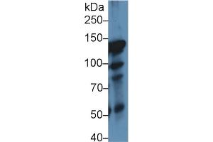 Western Blot; Sample: Rat Lung lysate; Primary Ab: 1µg/ml Rabbit Anti-Rat ITIH4 Antibody Second Ab: 0.