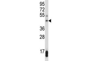 SUV39H1 antibody western blot analysis in 293 lysate. (SUV39H1 anticorps  (AA 79-108))