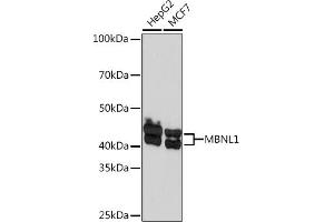Western blot analysis of extracts of various cell lines, using MBNL1 Rabbit mAb (ABIN7268704) at 1:1000 dilution. (MBNL1 anticorps)
