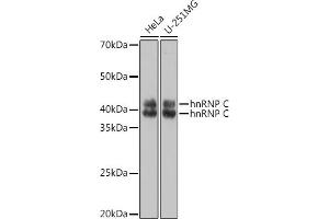 Western blot analysis of extracts of various cell lines, using hnRNP C Polyclonal Antibody (ABIN7267630) at 1:1000 dilution. (HNRNPC anticorps)