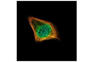 ICC/IF Image Confocal immunofluorescence analysis (Olympus FV10i) of paraformaldehyde-fixed HeLa, using CENPF, antibody (Green) at 1:500 dilution.