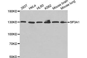 Western blot analysis of extracts of various cell lines, using SF3A1 antibody. (SF3A1 anticorps  (AA 443-793))