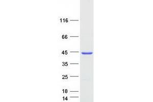 Validation with Western Blot
