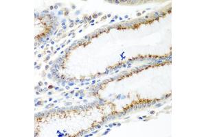 Immunohistochemistry of paraffin-embedded human stomach using UBIAD1 antibody.