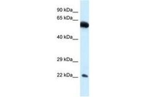 Image no. 1 for anti-Nicolin 1 (NICN1) (AA 80-129) antibody (ABIN6747445) (NICN1 anticorps  (AA 80-129))