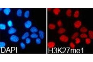 Immunofluorescence analysis of 293T cell using H3K27me1 antibody. (Histone 3 anticorps  (H3K27me))