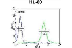 Flow cytometric analysis of HL-60 cells using Guanine deaminase Antibody (N-term) Cat. (GDA anticorps  (N-Term))