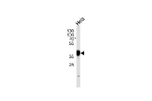 N Antibody (N-term) (ABIN389342 and ABIN2839451) western blot analysis in Hela cell line lysates (35 μg/lane). (NPM1 anticorps  (N-Term))