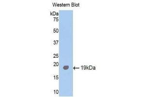 Western Blotting (WB) image for anti-Activin Receptor Type I (ACRV1) (AA 208-340) antibody (ABIN1174014) (ACVR1 anticorps  (AA 208-340))