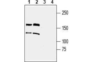 Western blot analysis of mouse brain lysate (lanes 1 and 3) and rat brain lysate (lanes 2 and 4): - 1, 2.