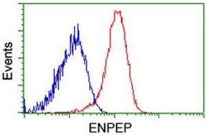 Flow cytometric Analysis of Hela cells, using anti-ENPEP antibody (ABIN2455410), (Red), compared to a nonspecific negative control antibody, (Blue). (ENPEP anticorps)