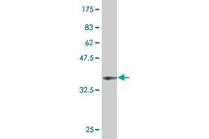 Western Blot detection against Immunogen (36.