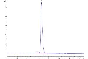 The purity of Biotinylated Human Notch 1 is greater than 95 % as determined by SEC-HPLC.