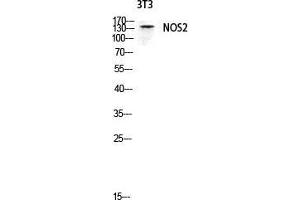 Western Blot (WB) analysis of 3T3 lysis using NOS2 antibody.