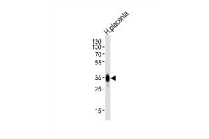 Western blot analysis of lysate from human placenta tissue, using FOLR2 Antibody (N-term) (ABIN651222 and ABIN2840139).