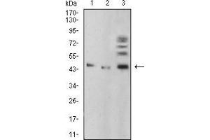 Western blot analysis using BMP4 mouse mAb against A549 (1), HepG2 (2), and C6 (3) cell lysate. (BMP4 anticorps  (AA 277-408))