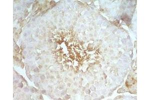 Mouse testis tissue stained by rabbit Anti-Beta Defensin 8 (Mouse) Serum (DEFB108B anticorps)