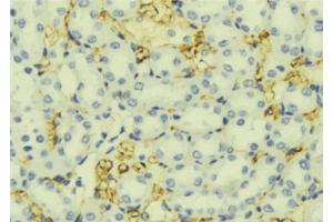 ABIN6276800 at 1/100 staining Mouse liver tissue by IHC-P.