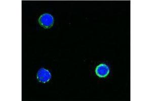 Immunofluorescence (IF) image for anti-CD3 (CD3) antibody (Biotin) (ABIN2660834)
